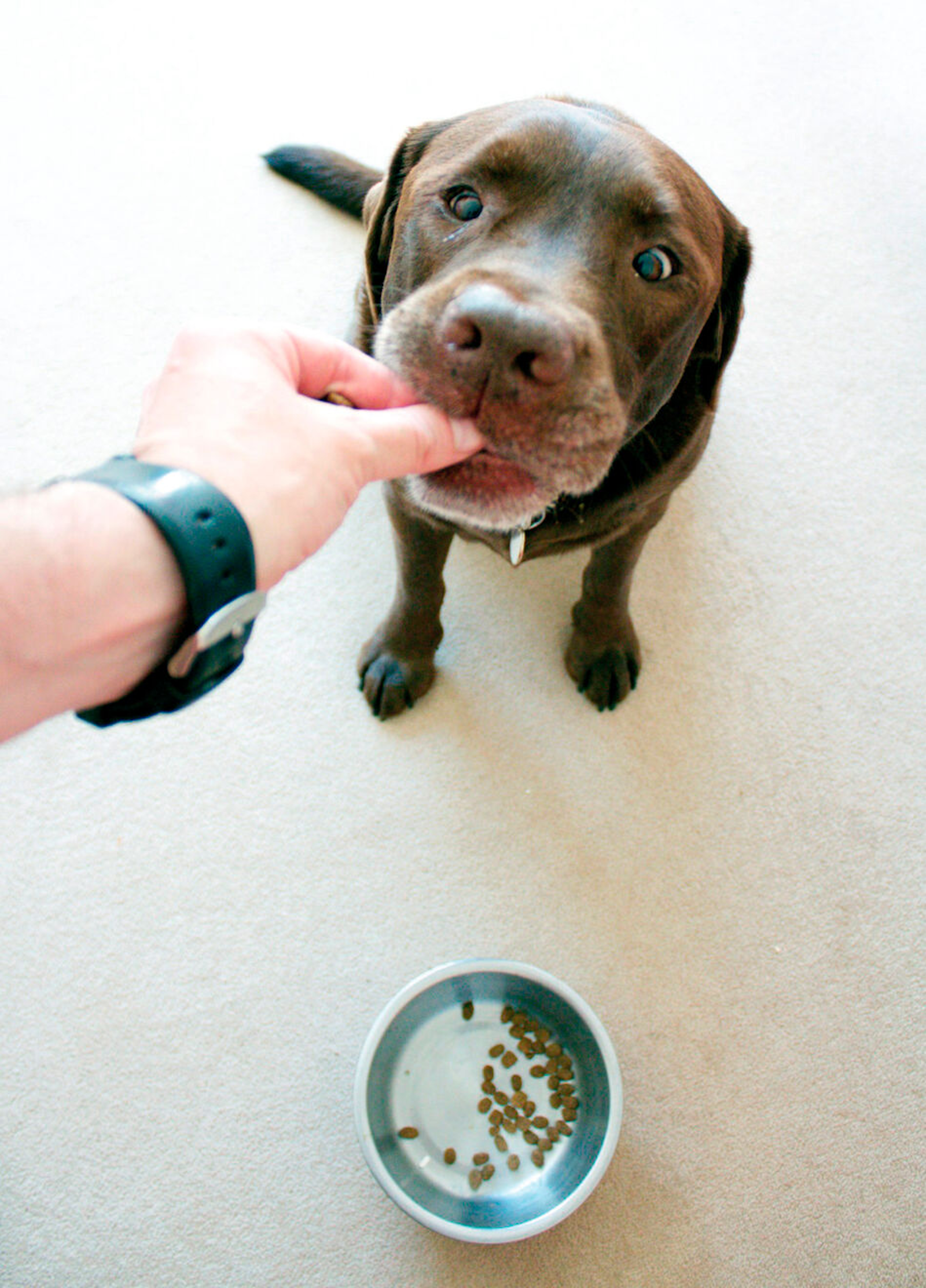 Figure 5. “Contrafreeloading” is the basis for training, as dogs prefer to work for food even when food is otherwise available for free.
