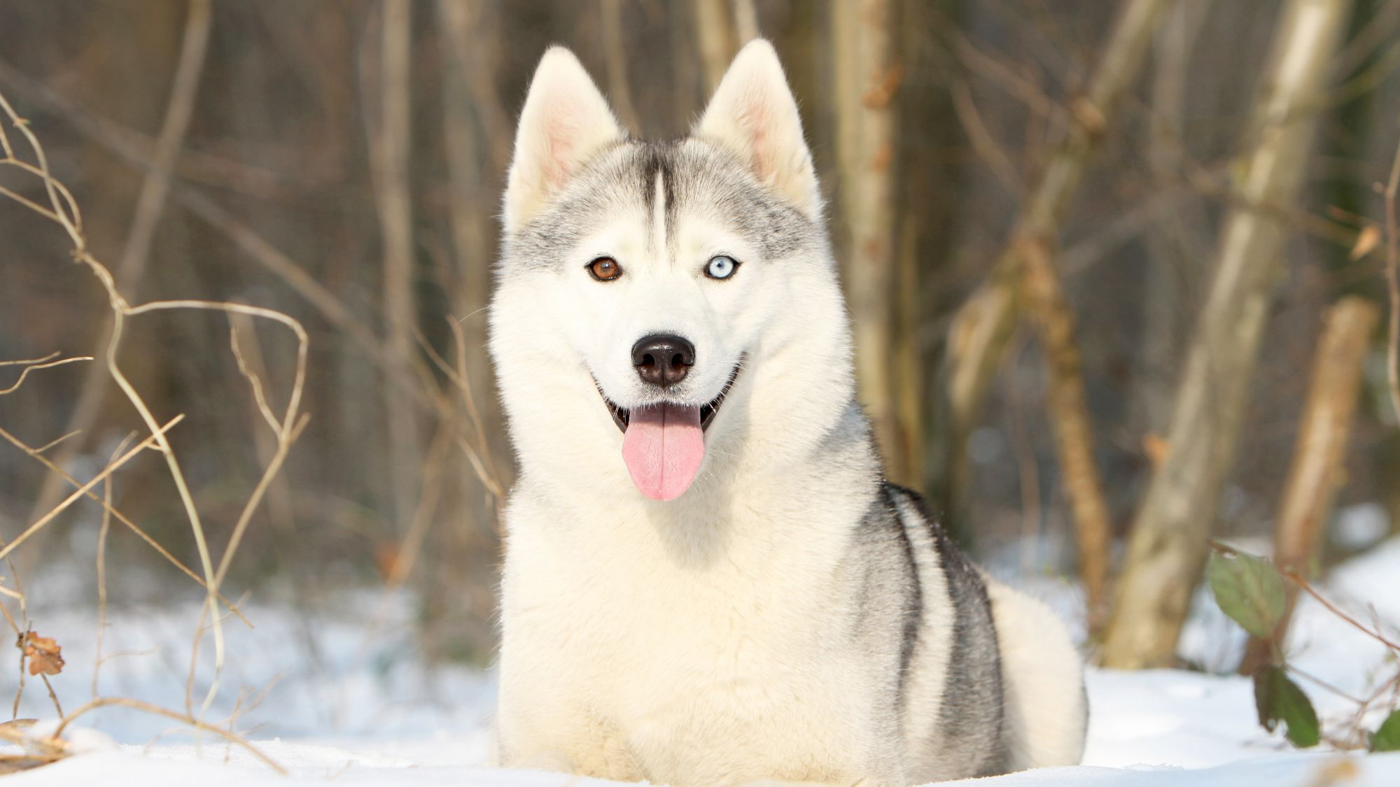 Siberian Husky Royal Canin