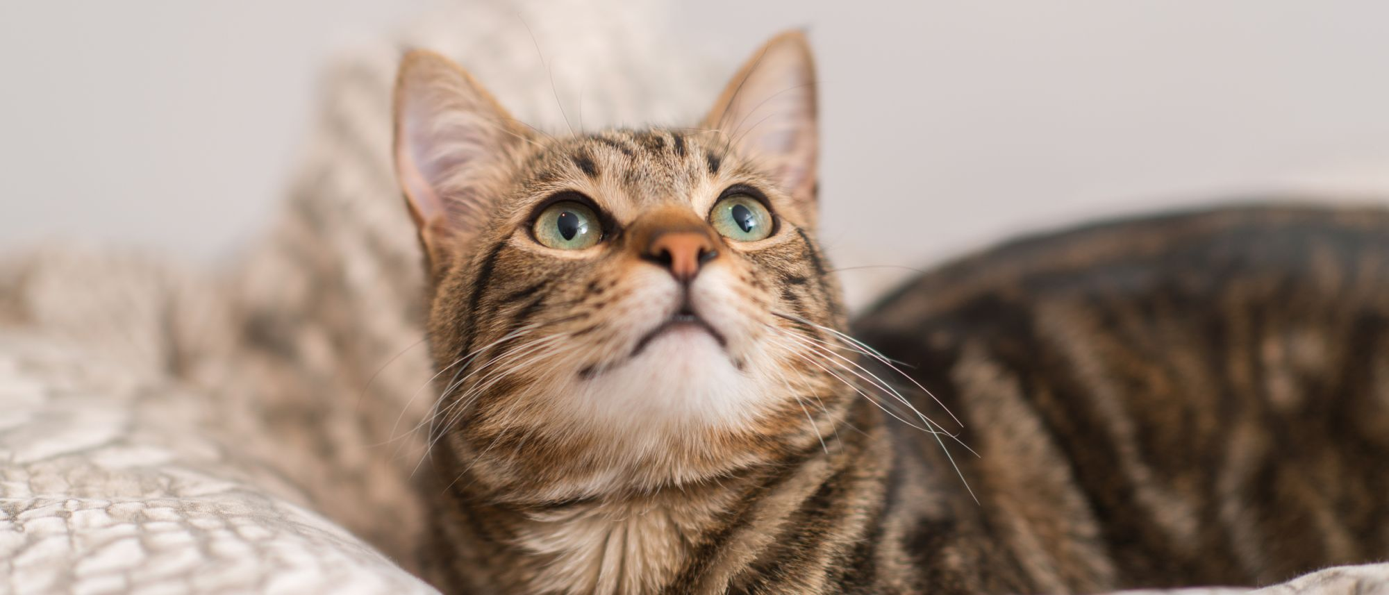 Mengatasi Sedih karena Anjing dan Kucing Kesayangan Mati