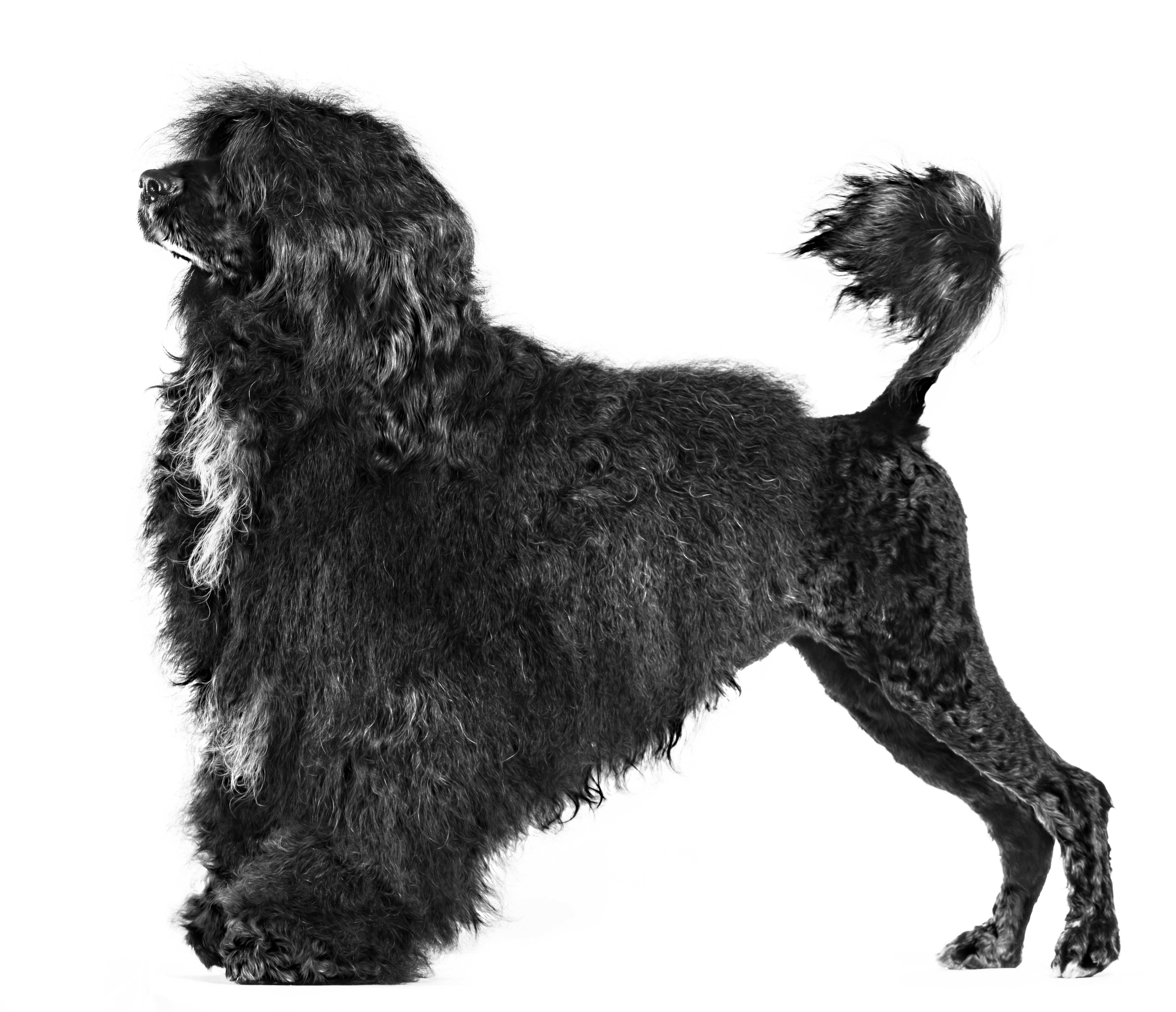 Portuguese Water Dog adult black and white