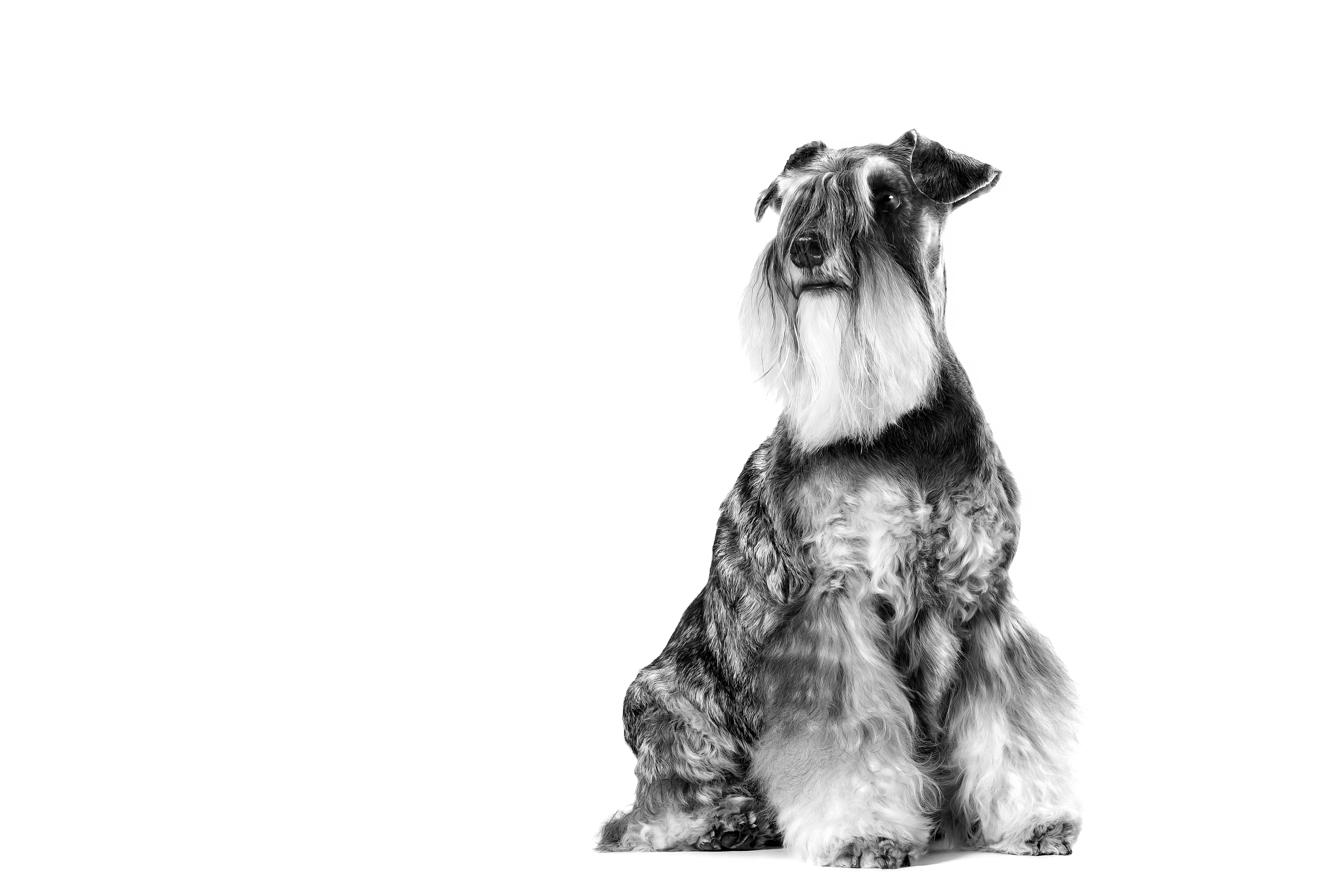 Schnauzer Adult sitting in black and white on a white background