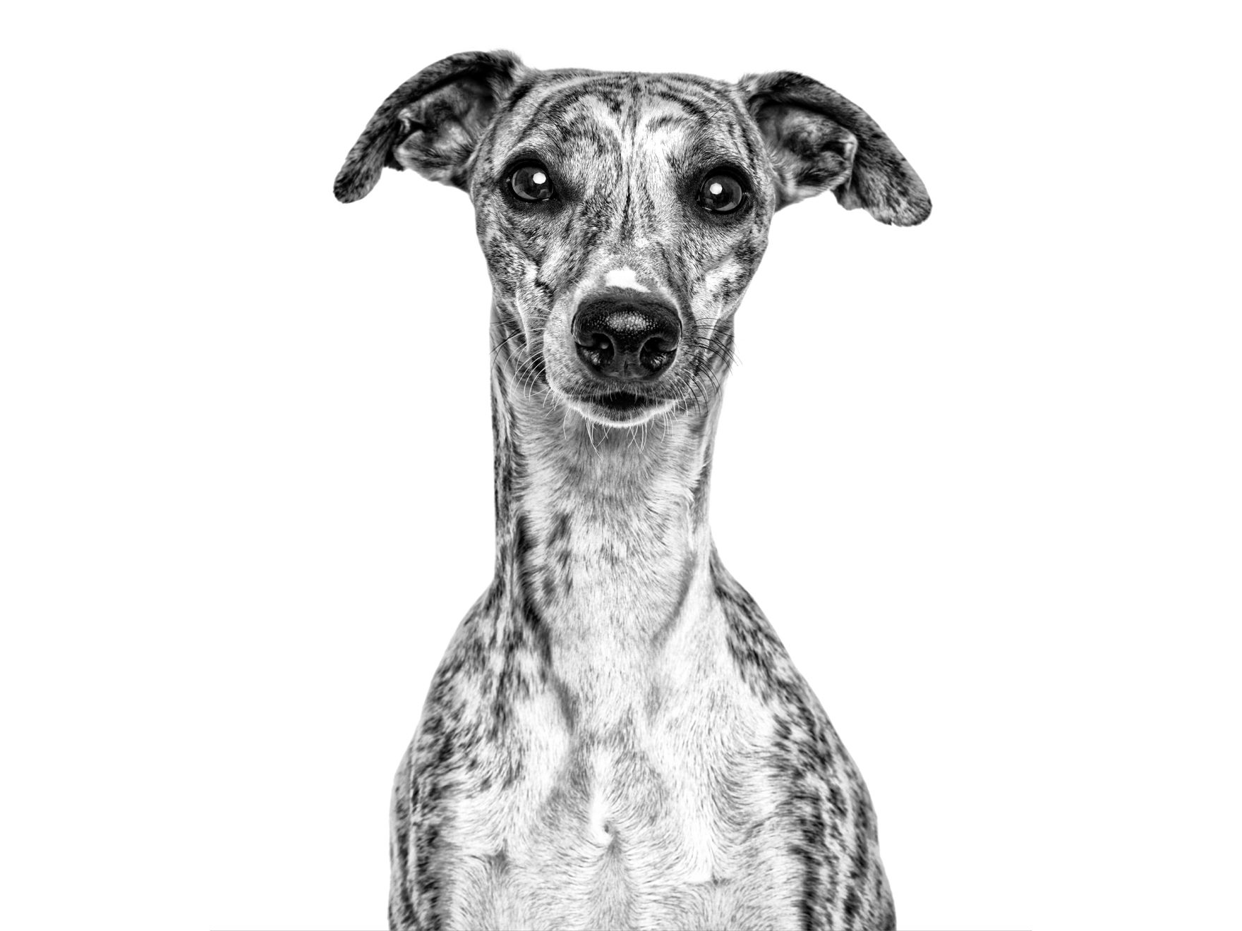 whippet adult