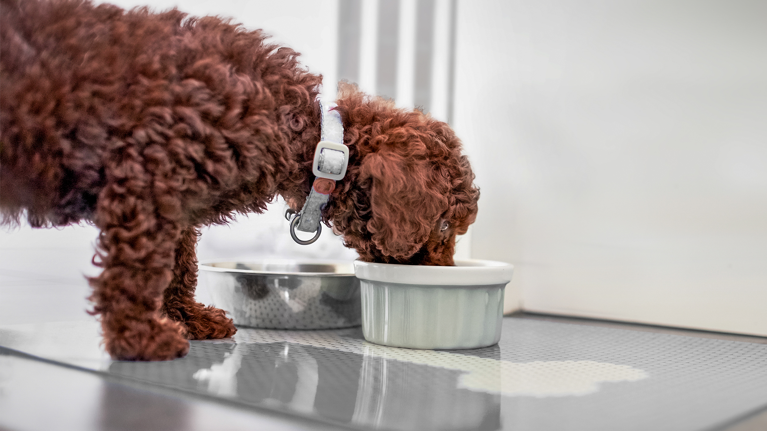 Puppy Poodle standing indoors eating from a ceramic bowl.