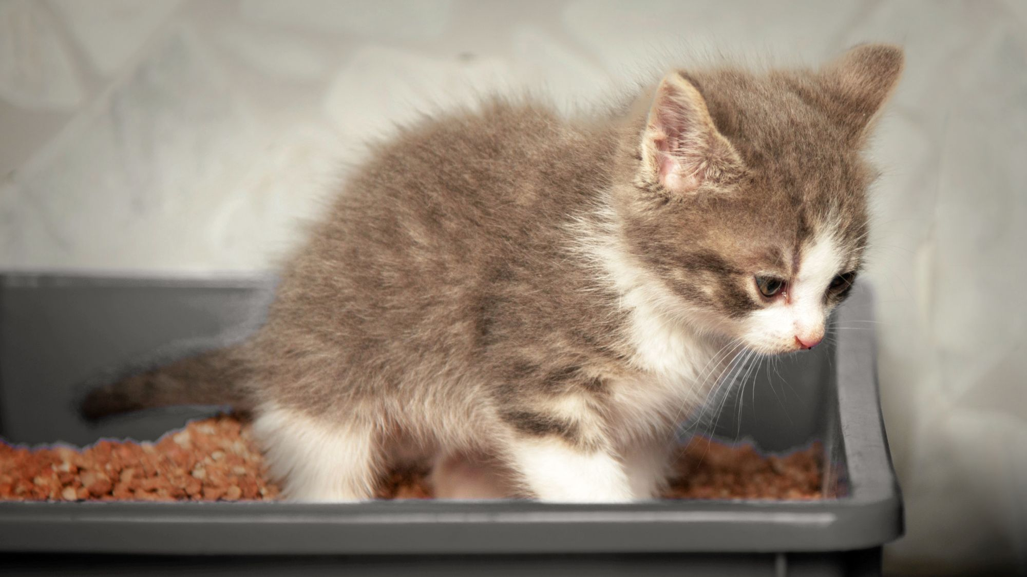 Ein grau-weißes Kätzchen steht in einem Innenraum in einer grauen Katzentoilette auf Streu