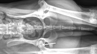 Legg-Calvé-Perthes disease in dogs