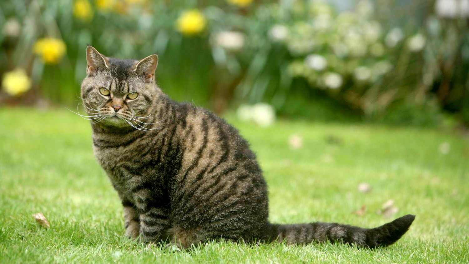 Tabby American Wirehair sat on the lawn in a garden