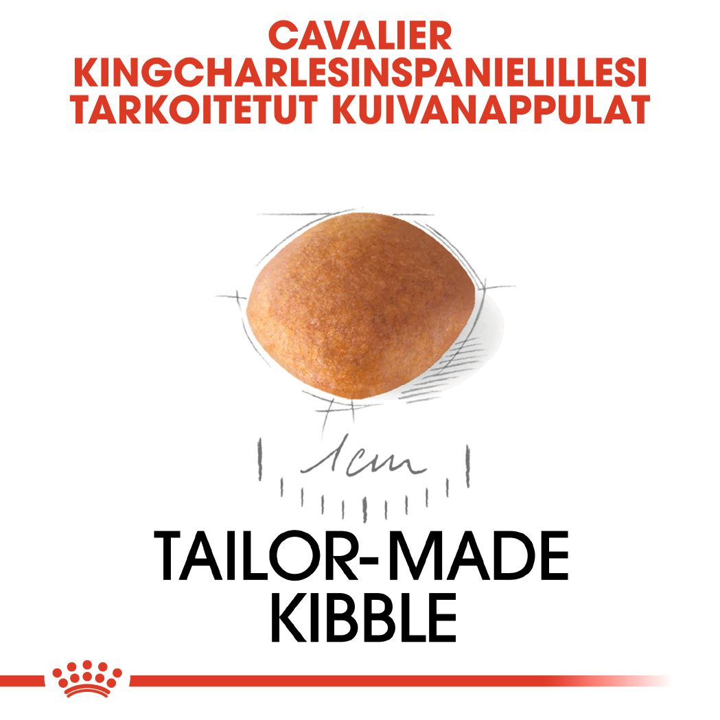 Cavalier King Charles Puppy