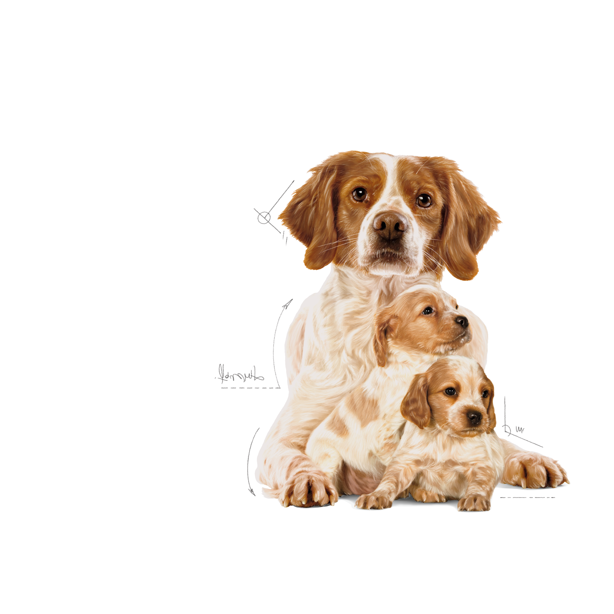 Medium Starter Mother & Babydog pour chiot