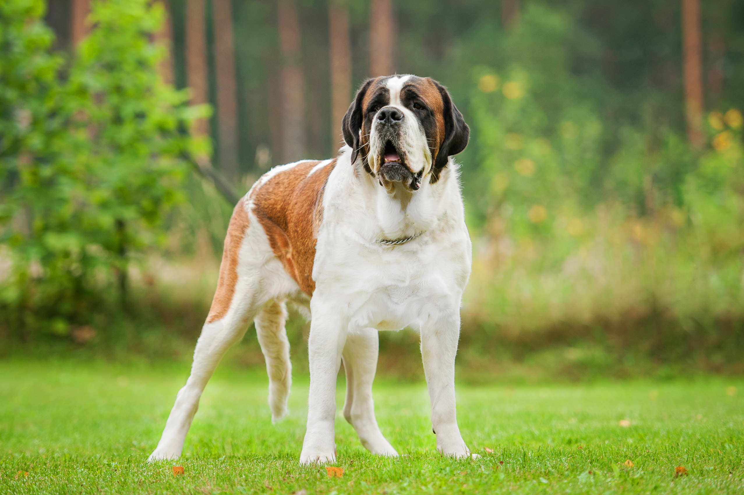 Royal canin for saint bernard sales