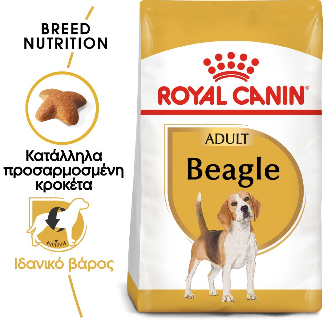 Beagle Adult 