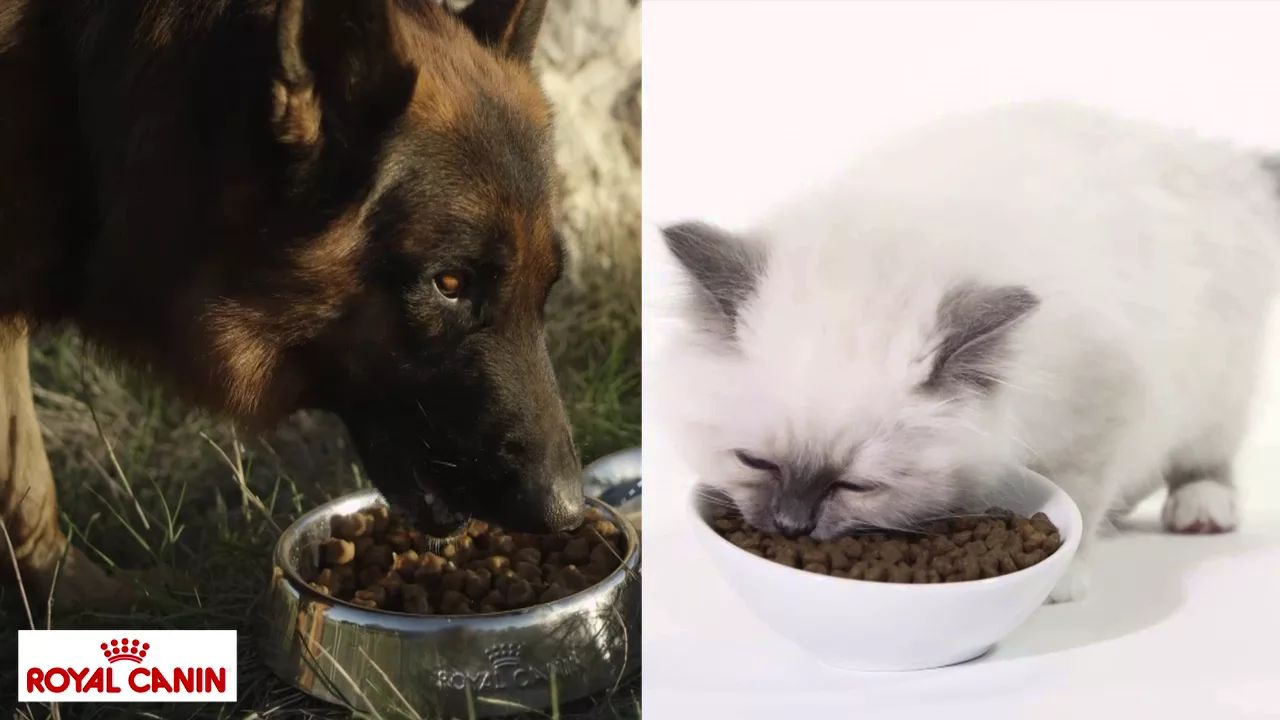 A conservação dos alimentos