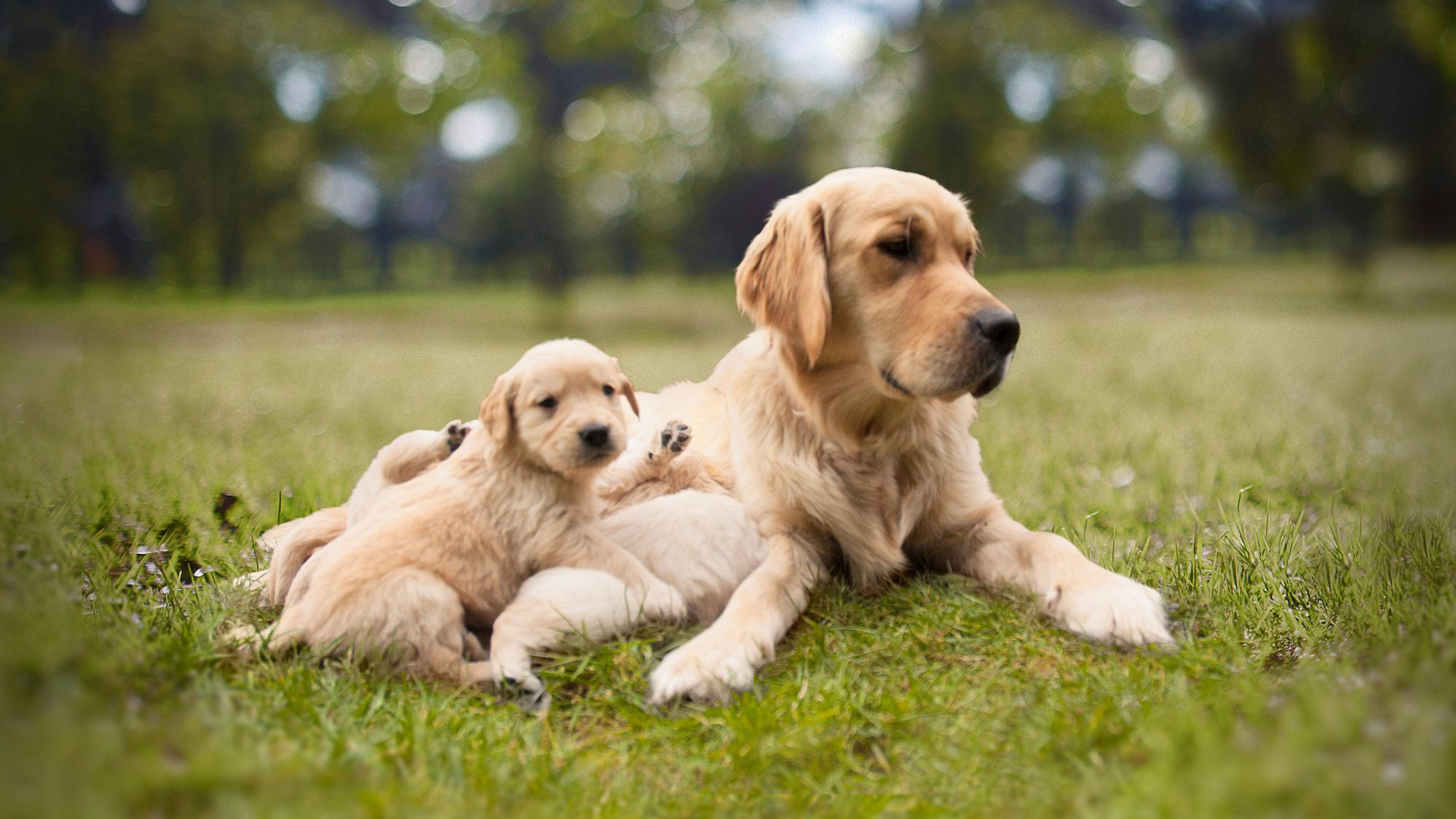 Eukanuba golden retriever outlet puppy