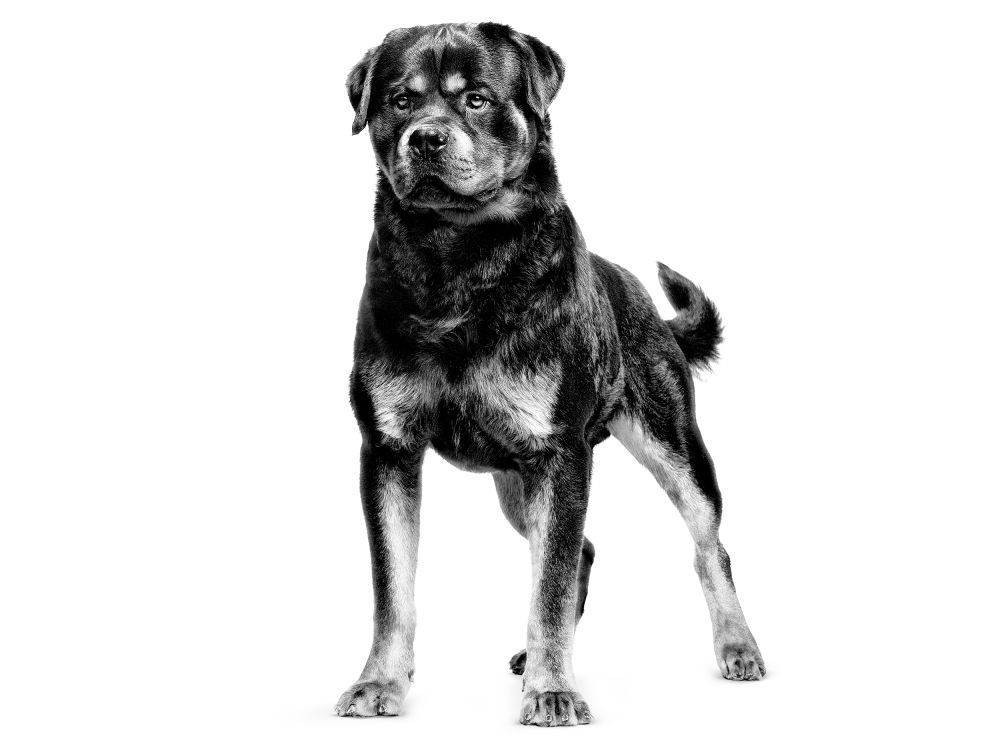 Voksen rottweiler i sort-hvid 