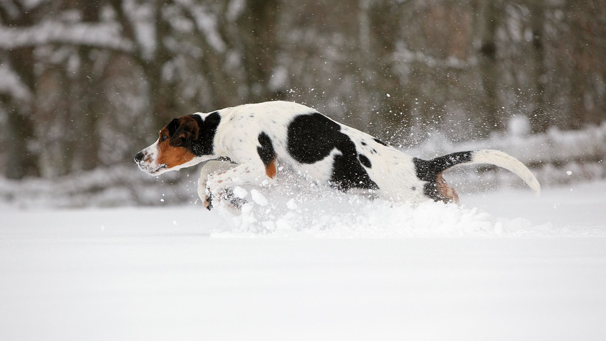 Halden Hound bounding through snow, caught mid-air
