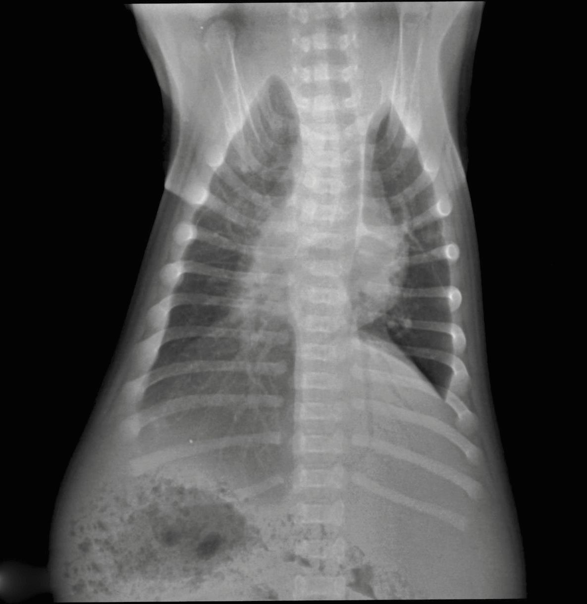 Dorsoventrale Röntgenaufnahme des Thorax eines 7 Tage alten Mischlingswelpen