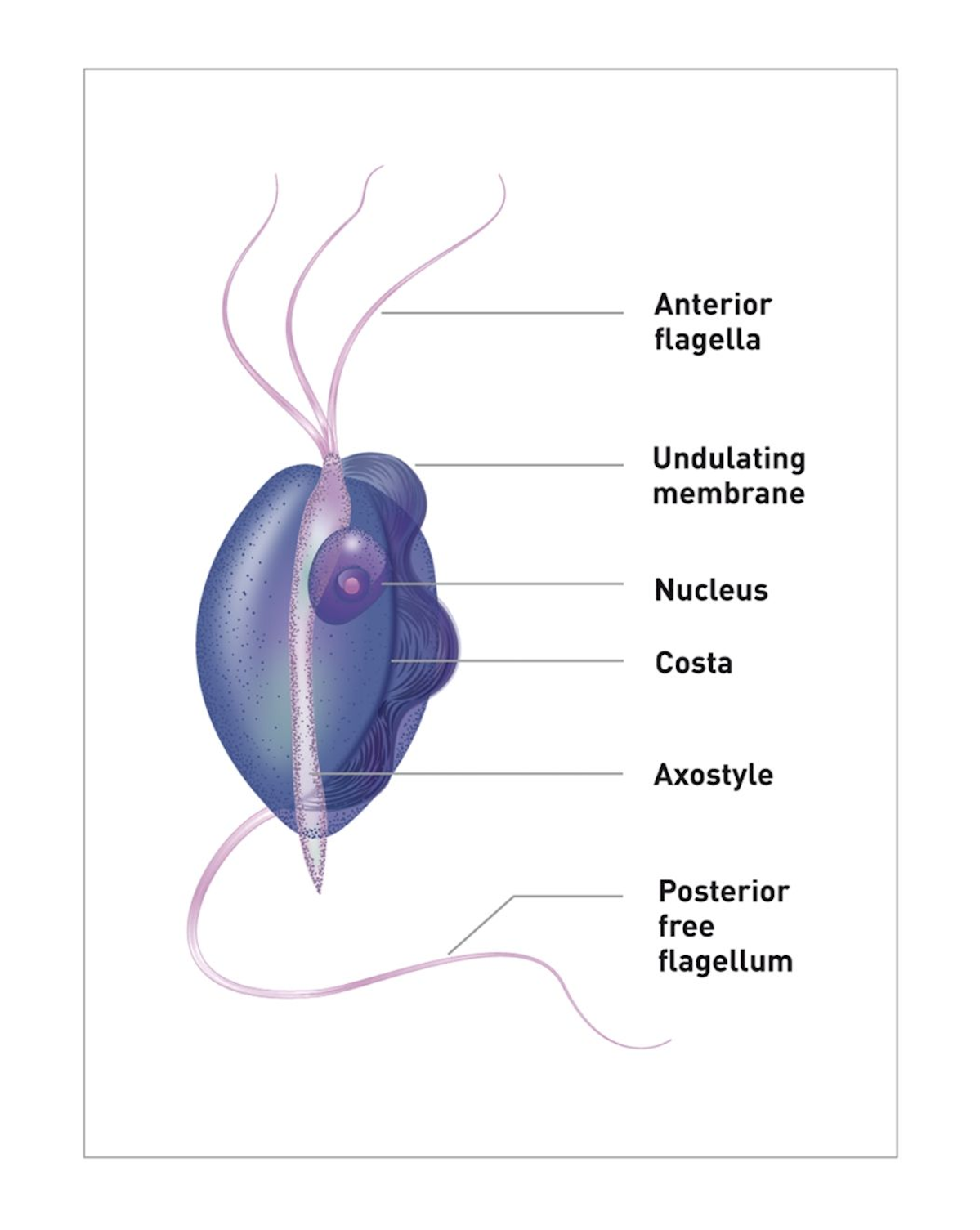 T. foetus is approximately 10-26 µm long and roughly 3-5 µm wide, and is often described as “pear-shaped” or “spindle-shaped” in form. Each organism has three anterior flagellae for motility.