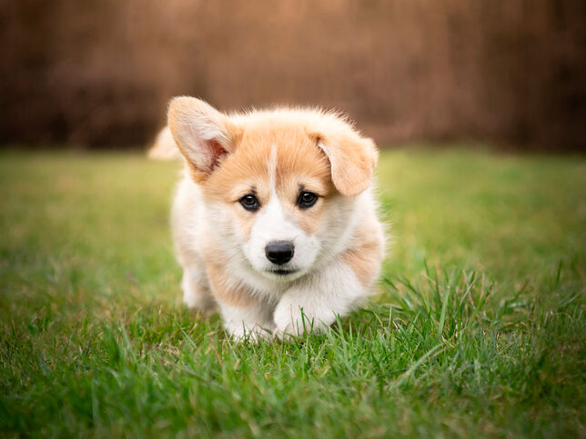 Anak anjing pembrokecorgi welsh di rumput