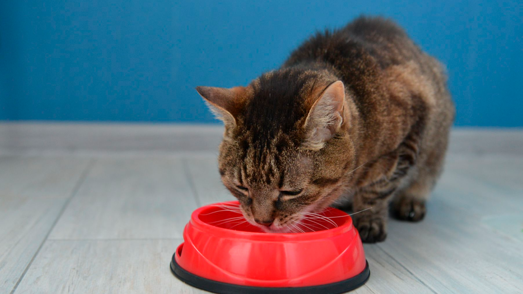 Gatto domestico che mangia da una ciotola rossa.