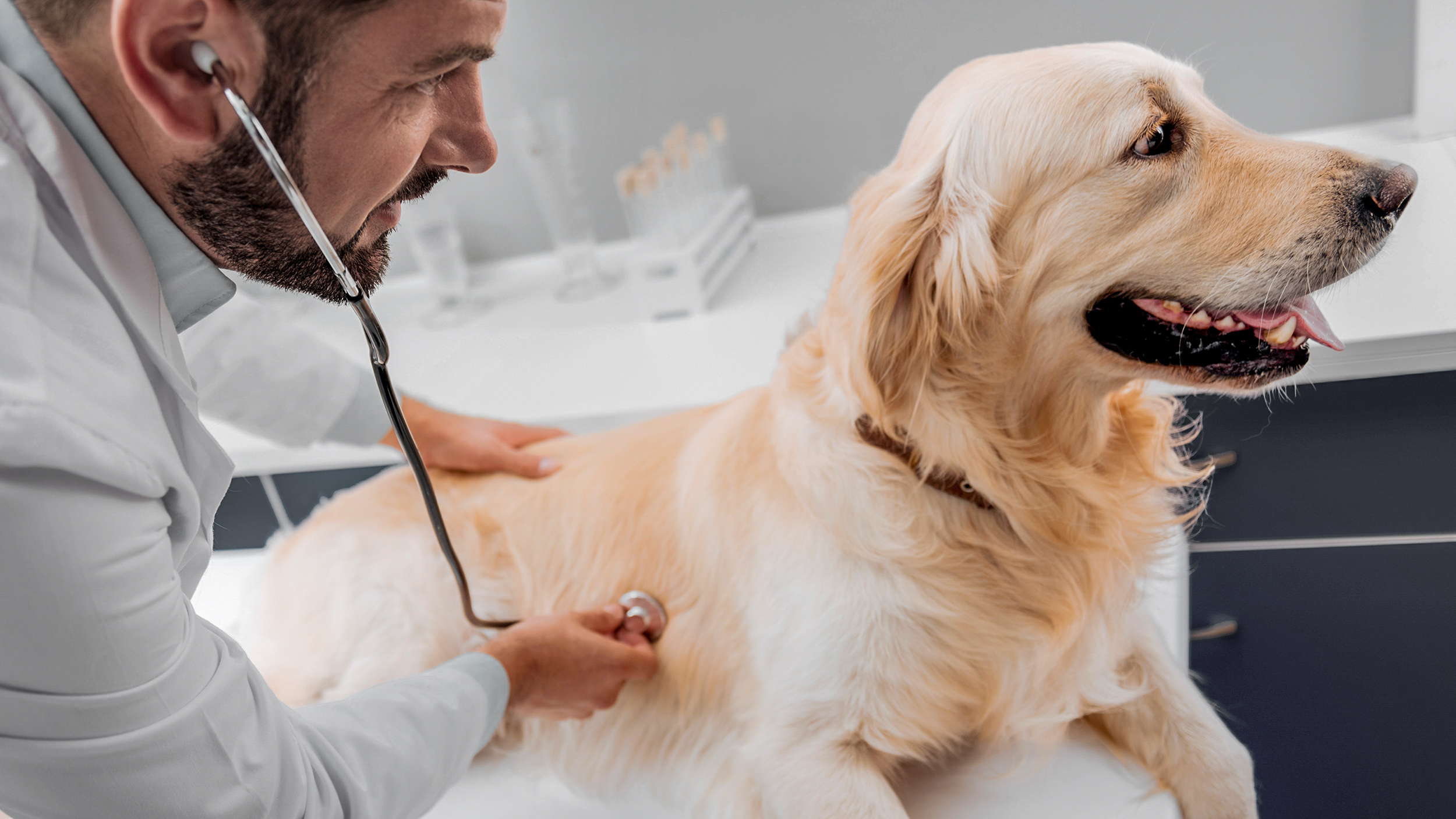 Adult Golden Retriever lying down on an examination table being checked over by a vet.