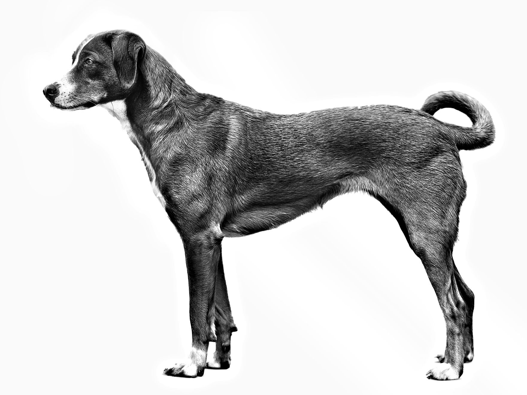 austrian-pinscher-adult-black-and-white