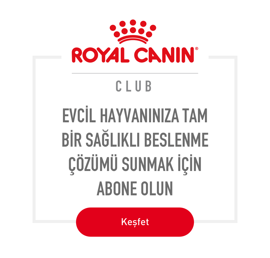 Kedi ve Köpekler İçin Sağlıklı Beslenme - Royal Canin