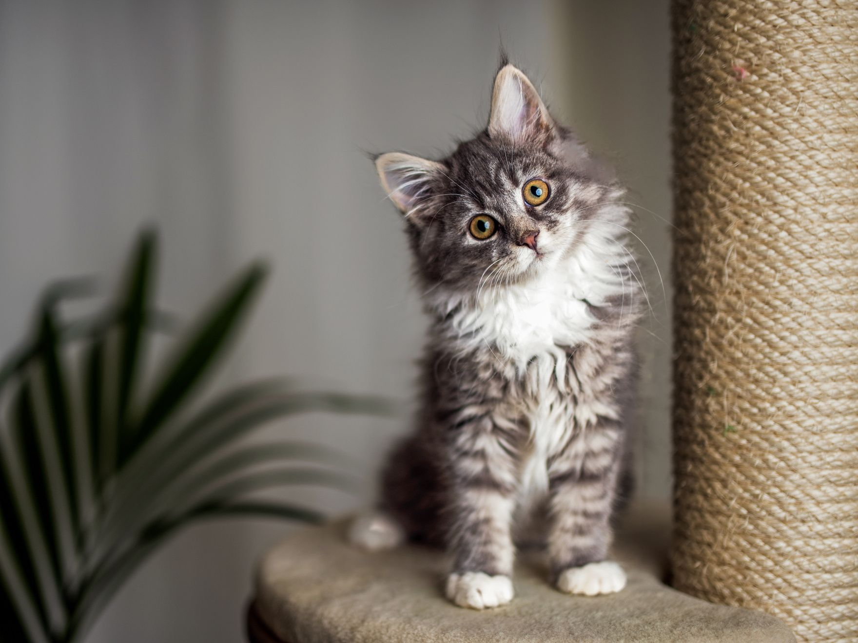 Ein Maine-Coon-Kätzchen sitzt in einem Innenraum auf einem Kratzbaum. Es ist von vorn aufgenommen und hat den Kopf schräg gelegt