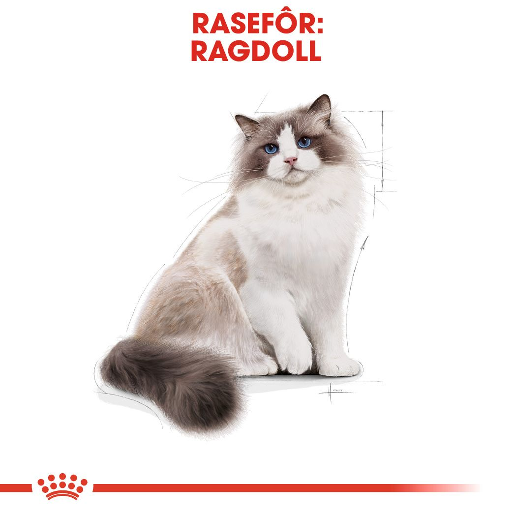 Ragdoll Adult