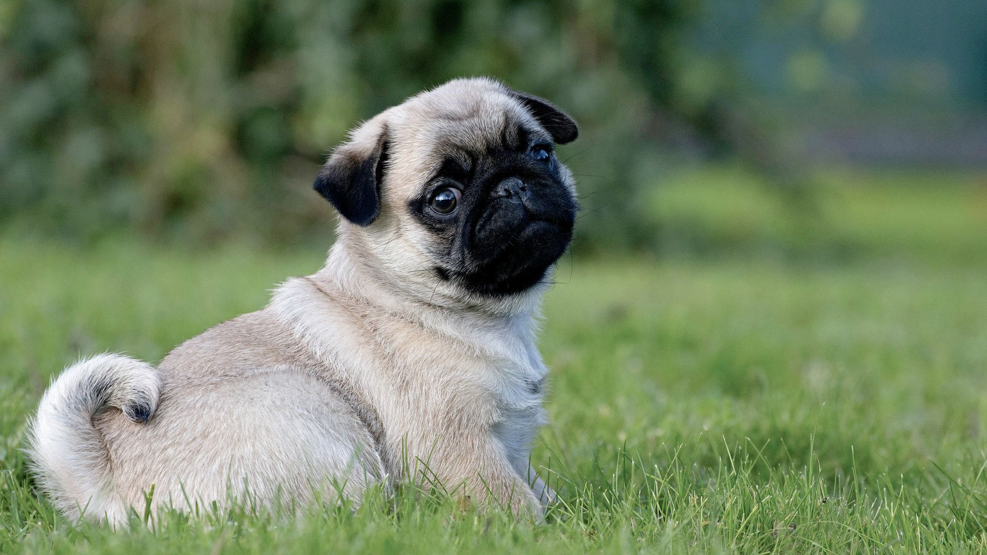 Pug puppy sitting in grass looking at camera