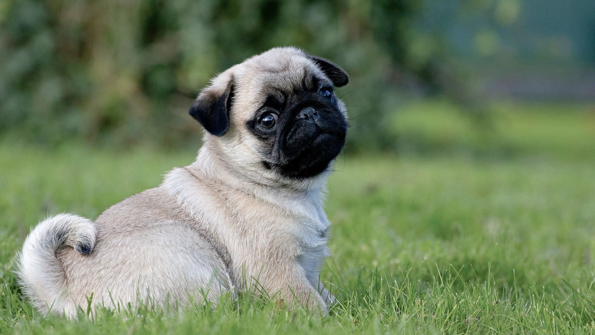 Pug cachorro sentado en el pasto mirando a la cámara