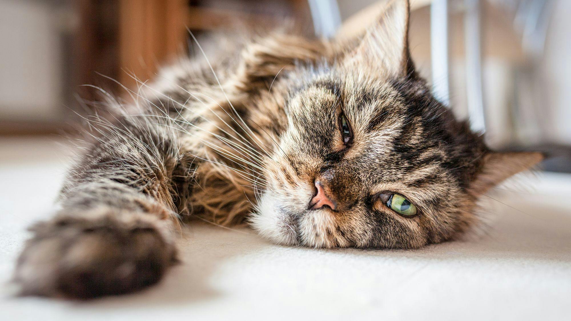 Spotting signs of cat constipation | Royal Canin