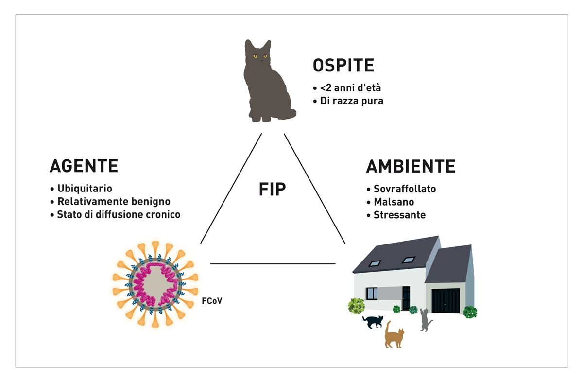Figura 2. Il triangolo epidemiologico della FIP; l'ospite, l'agente e i fattori ambientali contribuiscono tutti allo sviluppo della malattia.© Sandrine Fontègne