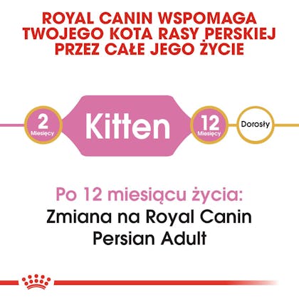 RC-FBN-KittenPersian-CV1_000_POLAND-POLISH