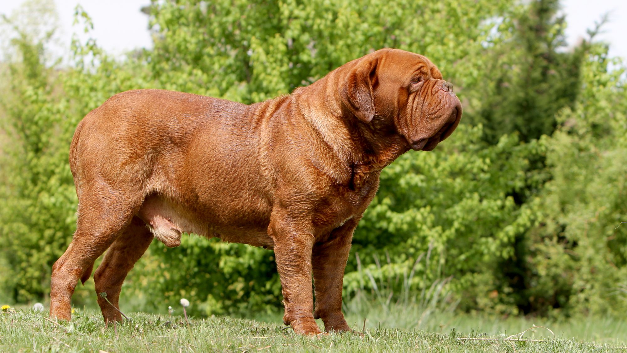 Dogue de Bordeaux standing on grass facing the right