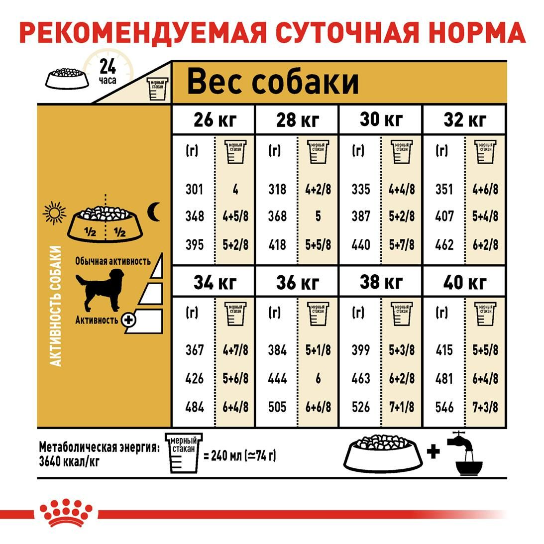 Labrador Retriever Adult