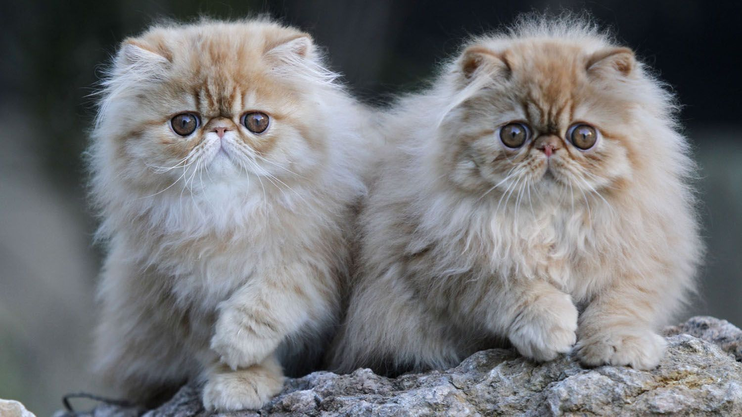 Two ginger Persian kittens sat next to each other on a rock