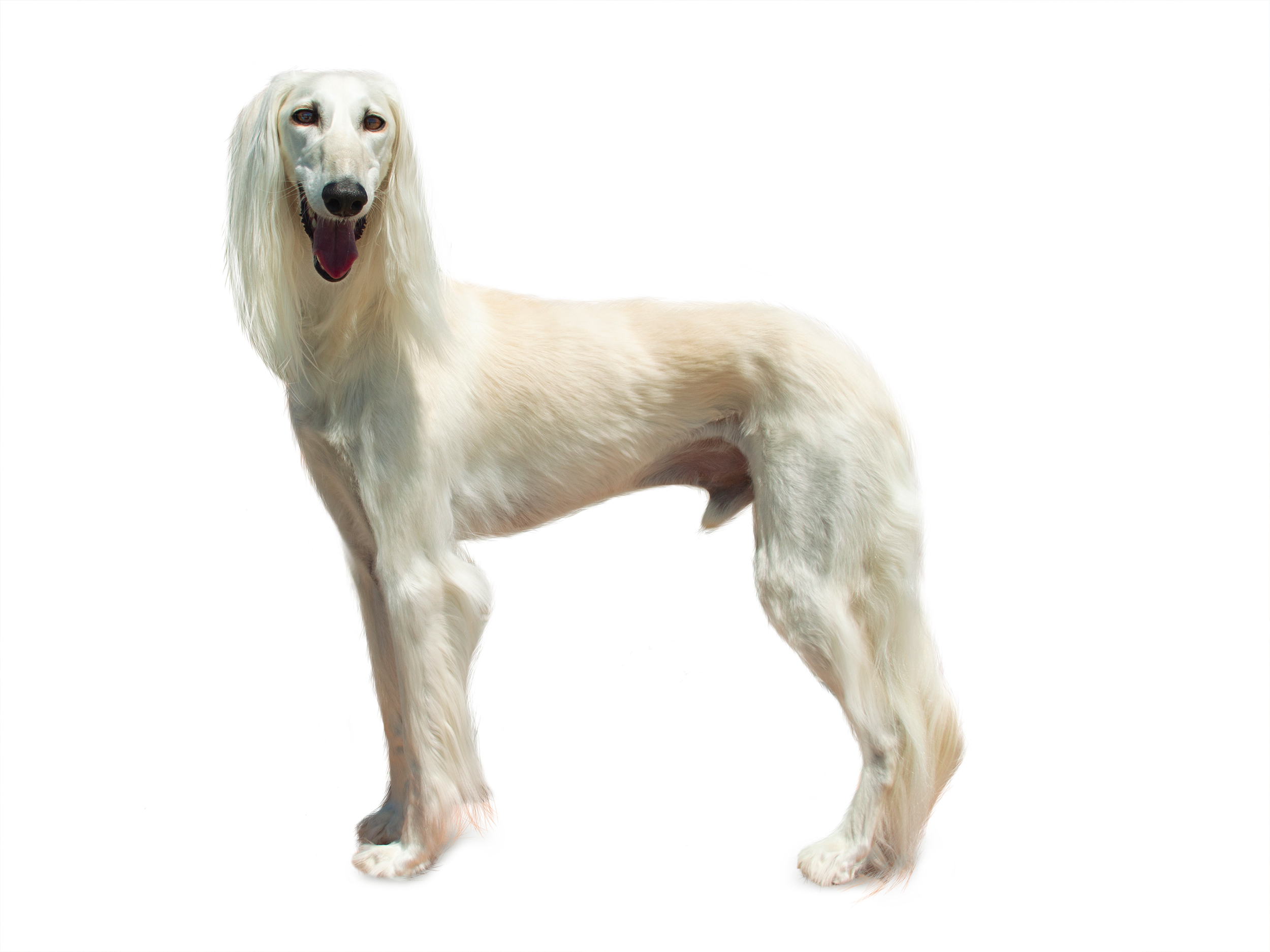 Saluki adult black and white
