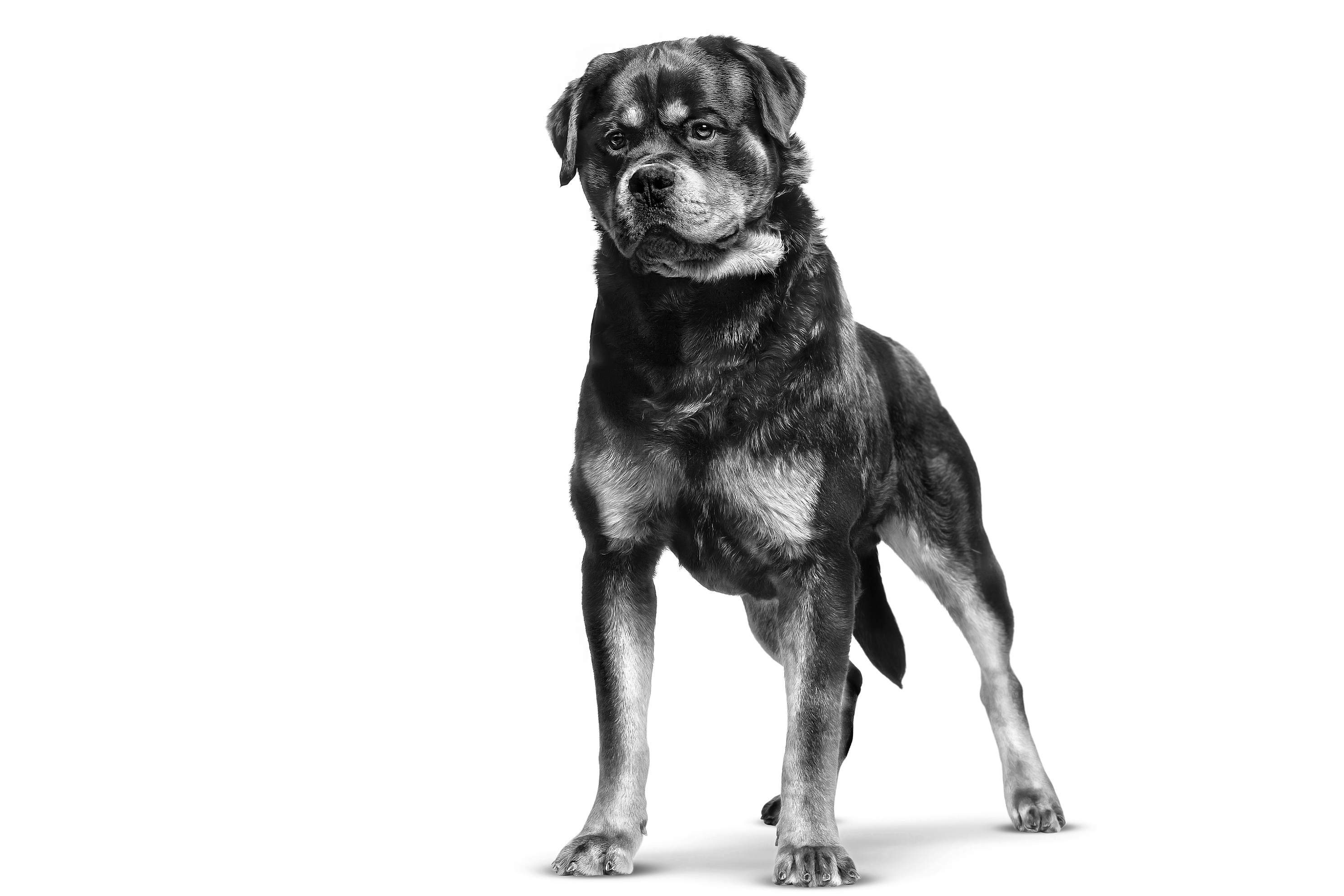 Royal canin hotsell rottweiler adult