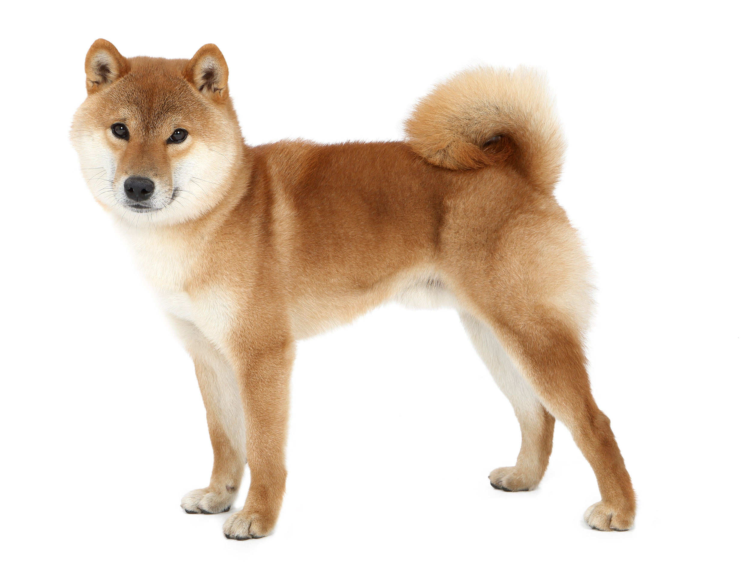 Shiba adulto em pé a preto e branco