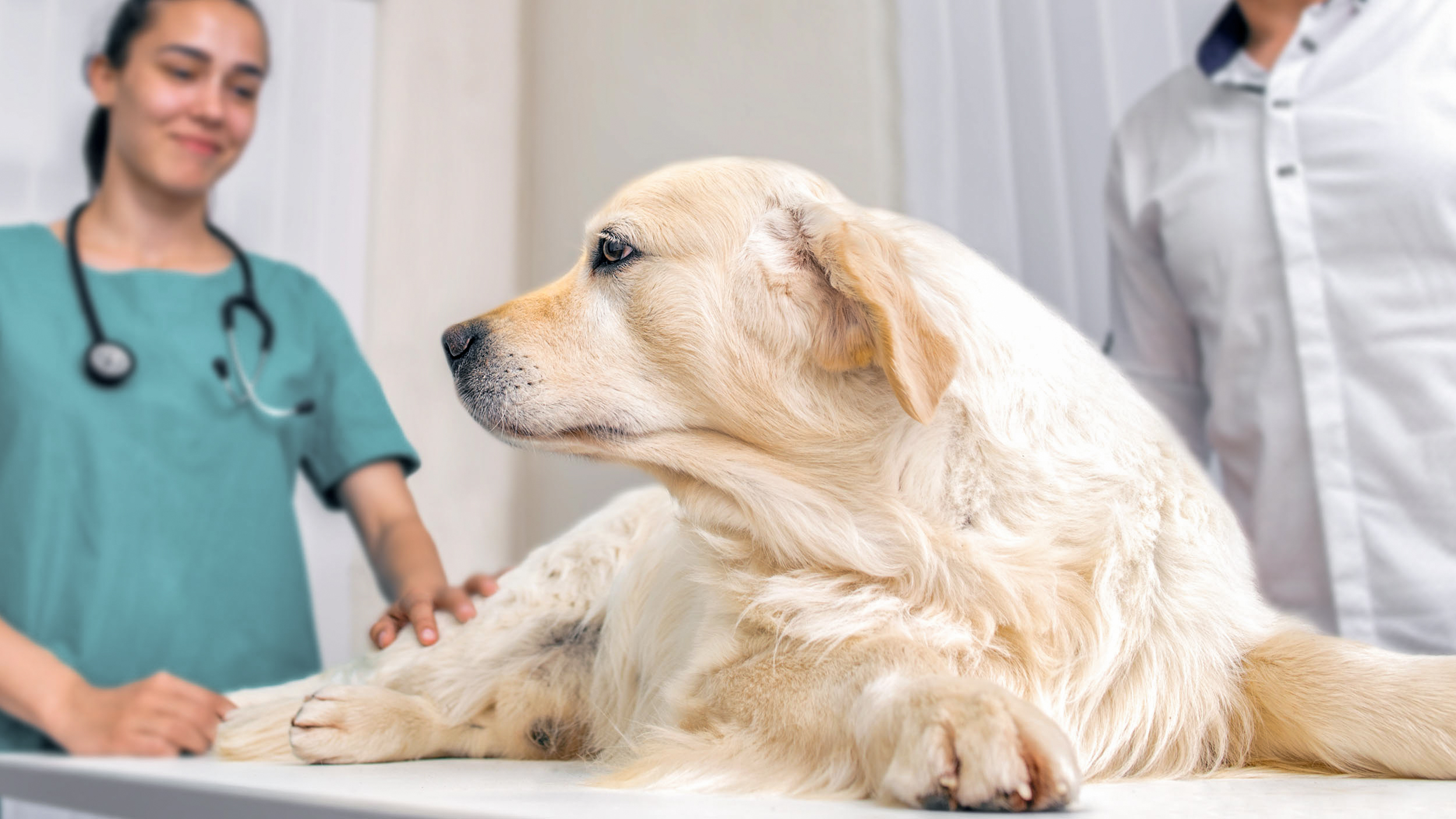 En vuxen golden retriever ligger på ett undersökningsbord hos veterinären.