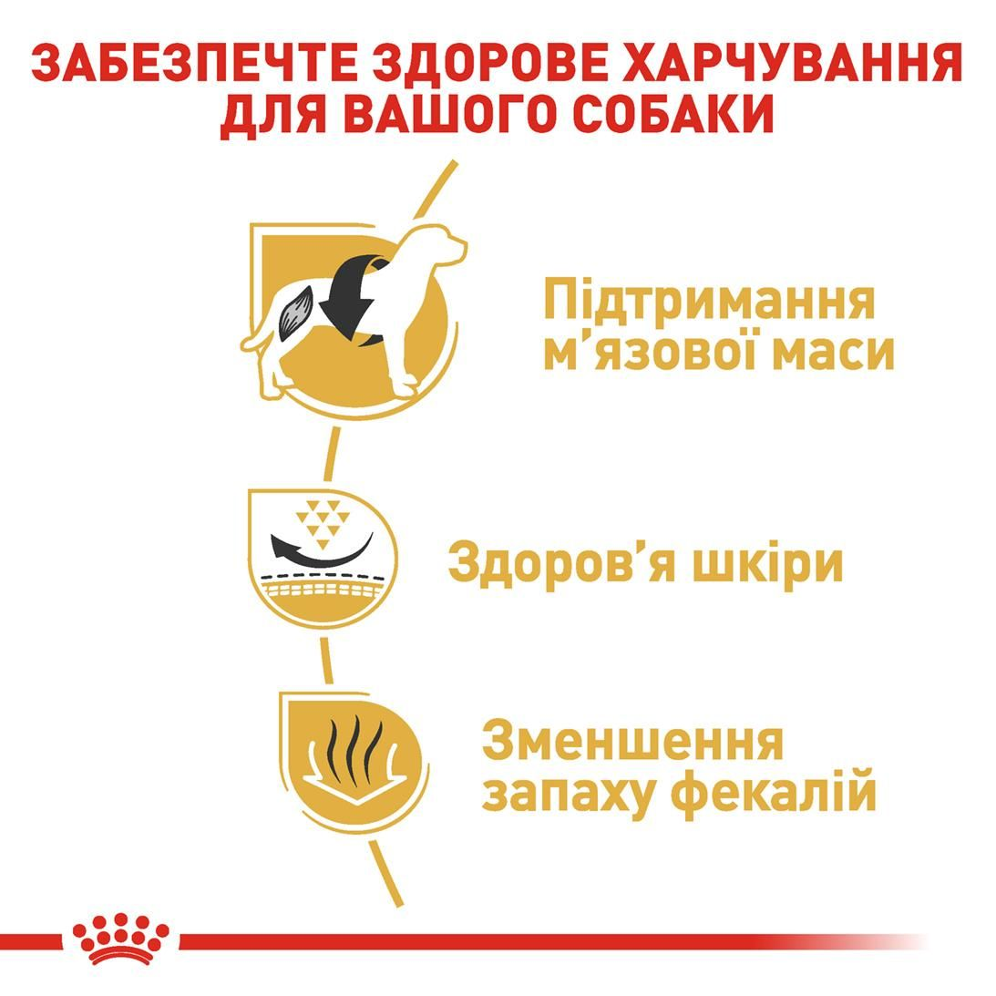 French Bulldog Adult