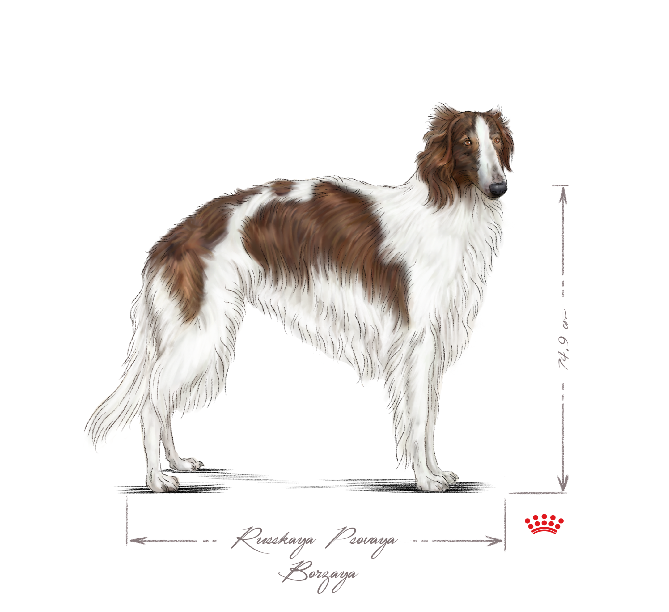 Borzoi adult black and white