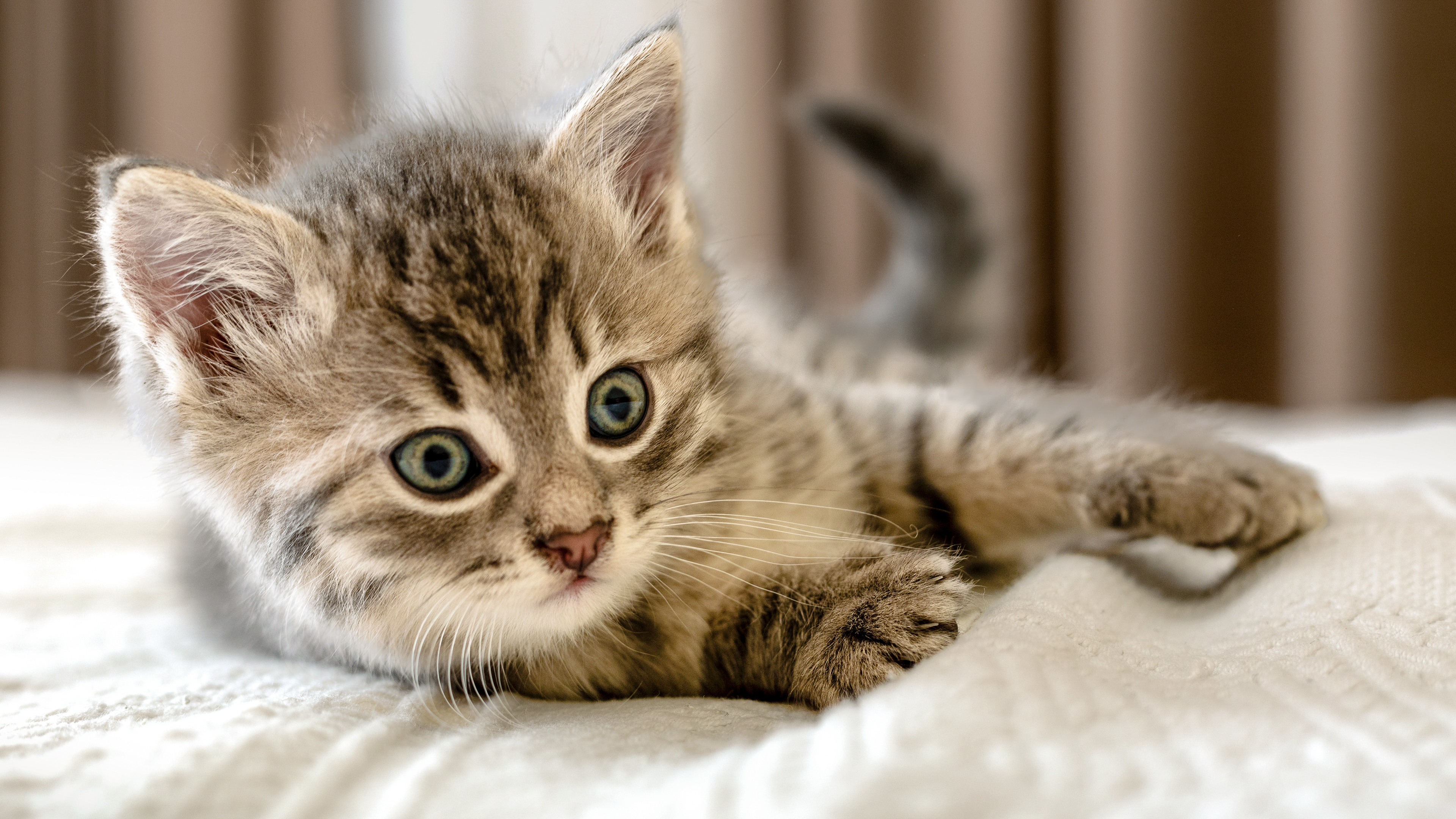 Grey tabby kitten lying down on a white sheet