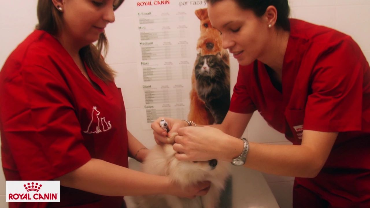 Como medir a tempetura do cão ou do gato