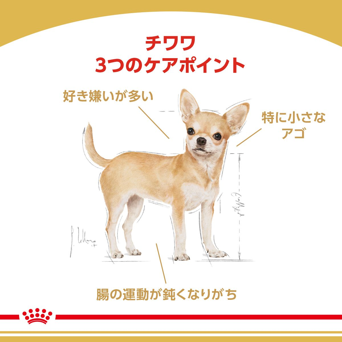 チワワ 成犬用