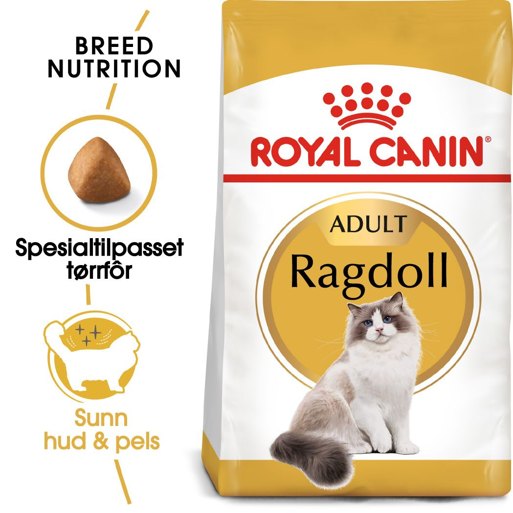 Ragdoll Adult