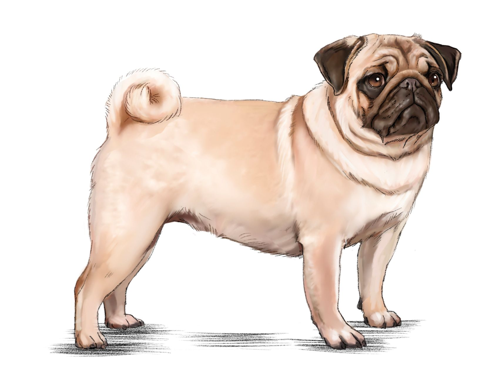 Ilustração de um Pug bege e preto