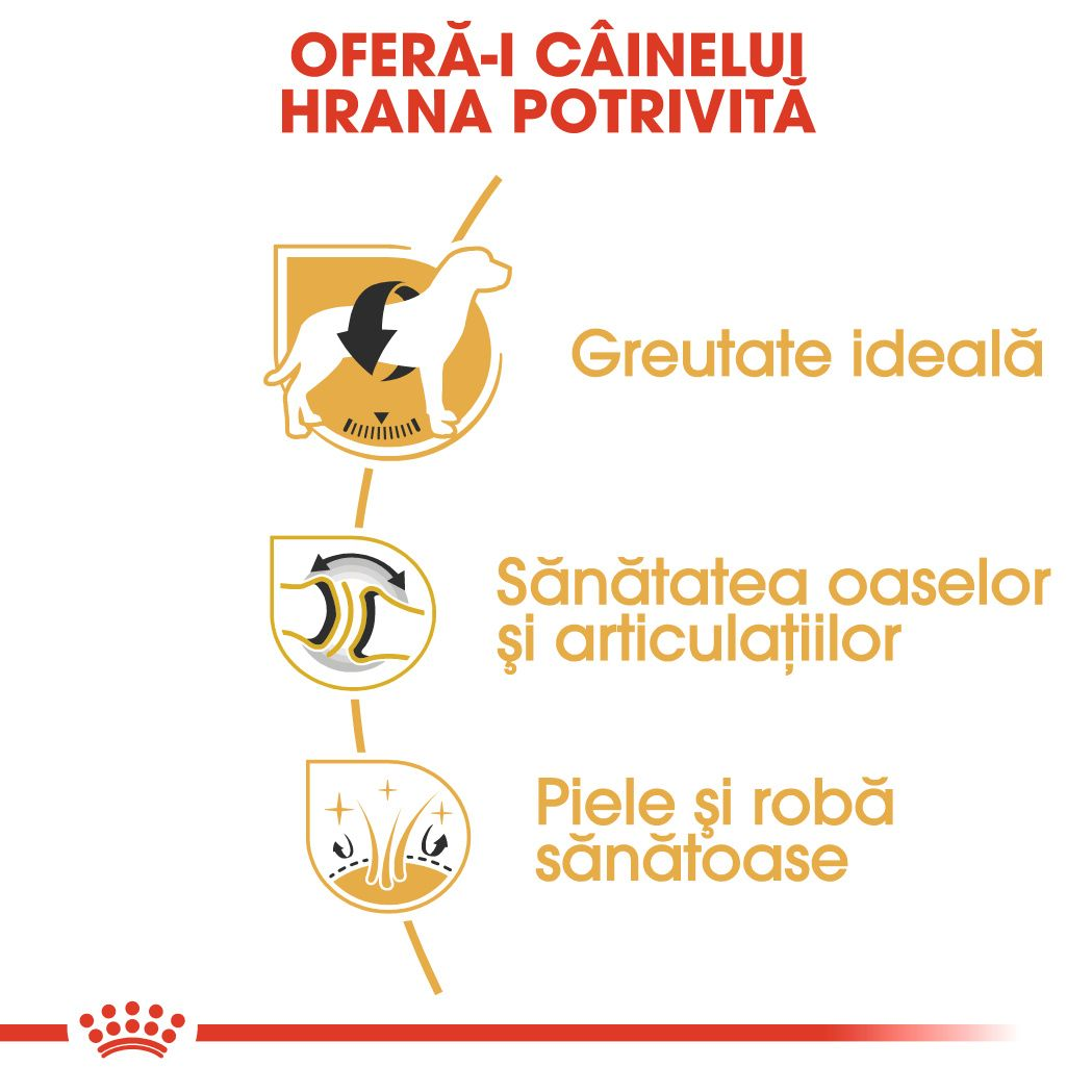 Labrador Retriever Adult