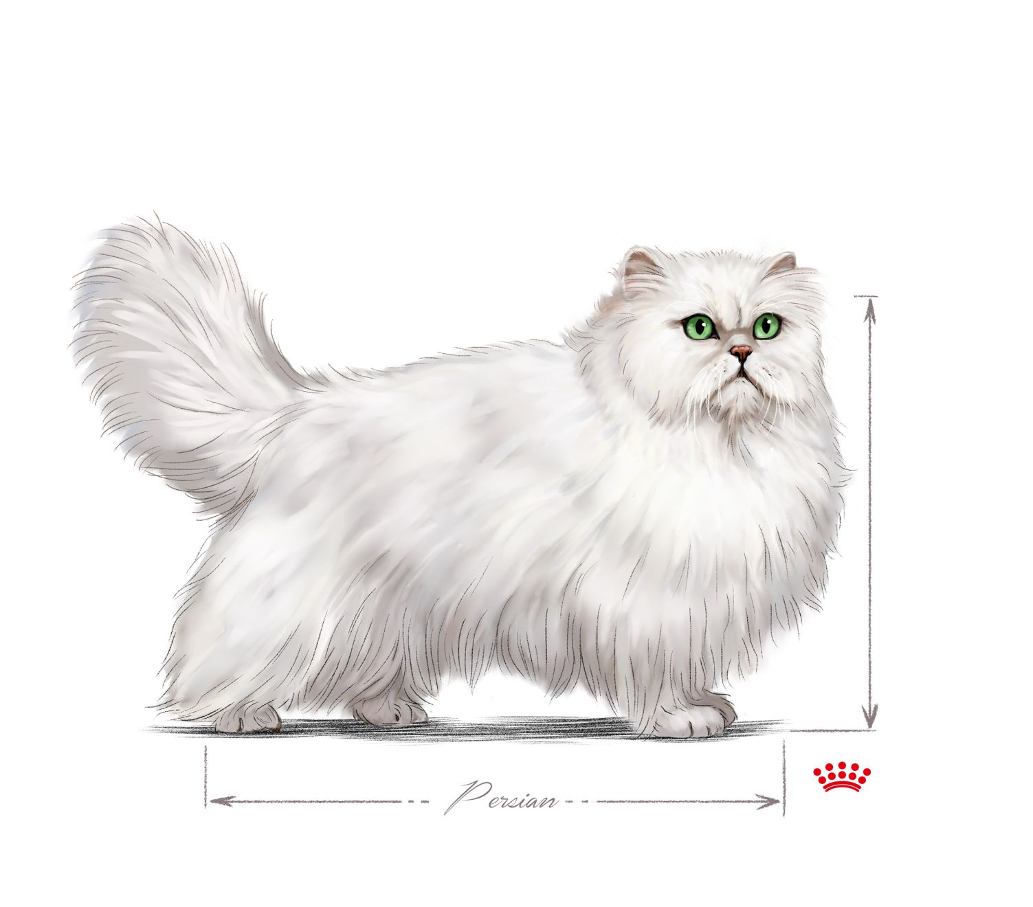 Adult Persian cat black and white