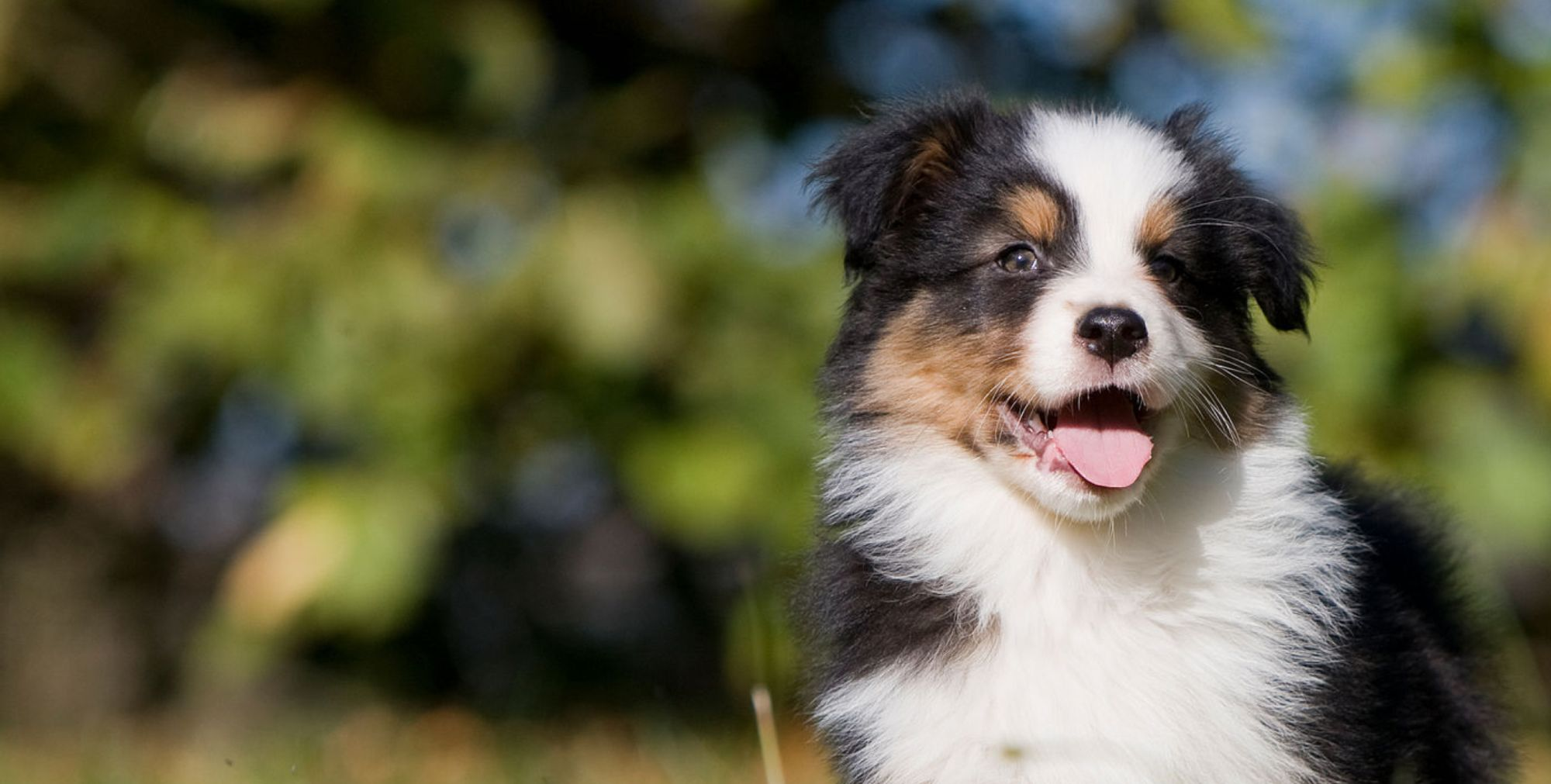 Puppy Australian shepherd portrait