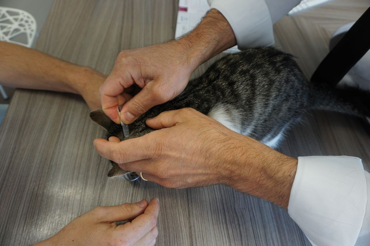 Owners may appreciate being shown how to undertake tasks such as application of a flea product. 
